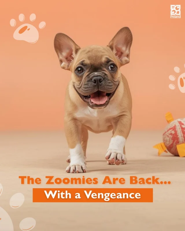The snow melts. The sun sticks around longer.

And suddenly… your dog is sprinting through the house like they’ve had three espressos. ☀️🐾

“The Zoomies Are Back… With a Vengeance” isn’t just dramatic. It’s seasonal science. Longer daylight hours naturally boost activity levels. After a slower winter rhythm, spring flips the energy switch.

The good news? It’s healthy. It’s happy. It’s totally normal.

Lean into it. Add an extra walk. Rotate in new toys. Plan that park visit you’ve both been waiting for.

Spring sparkle deserves an outlet. And we’re here to help you channel it.
👉 Read the full blog for all the adorable personality shifts you might notice this season: https://www.petlandrobinson.com/understanding-dog-behavior-changes-in-spring/

#Petland #SpringFever #DogZoomies #HappyPup #SeasonalShift #PetParentLife #PetlandPets