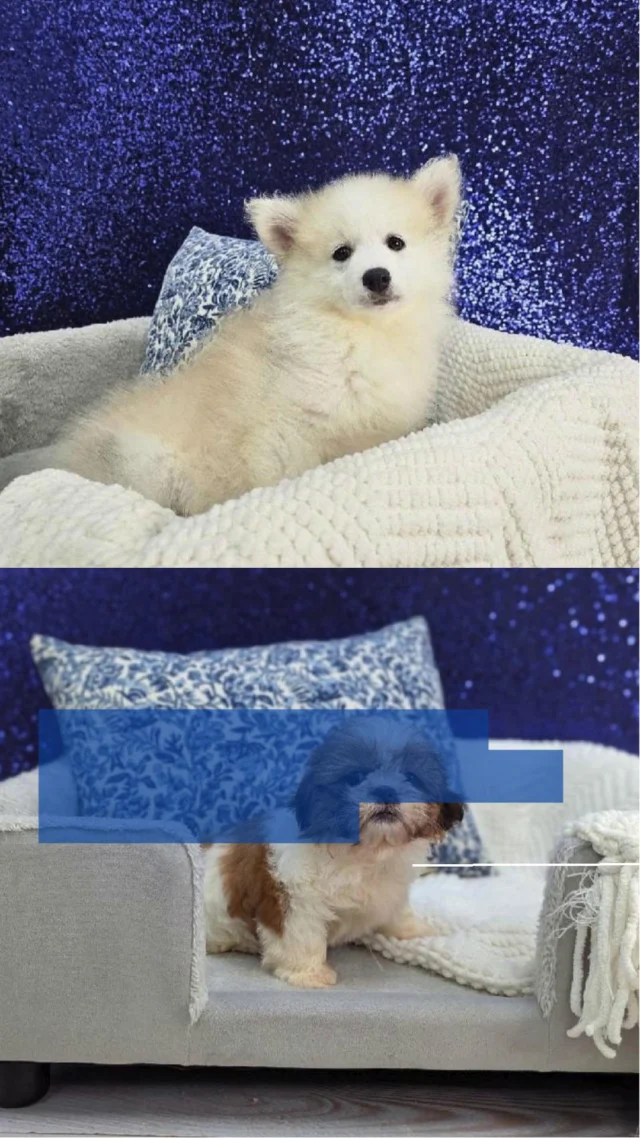 These fluffy little companions bring the perfect mix of playful energy, sweet cuddles, and nonstop charm. One look is usually all it takes before hearts start melting. Come meet them and see for yourself why the tiniest paws leave the biggest pawprints.🐶

📍 1530 Park Manor Blvd, Pittsburgh, PA 15205

#robinsontownship #steelcity #pittsburgh #steelcitygrammers #pittsburghpa