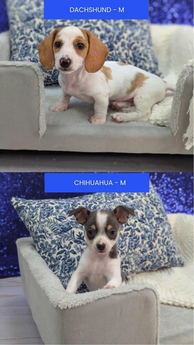 Life is better with a little extra fluff, endless wiggles, and cuddles that melt your heart.  Come visit us today and meet the little heart-stealers who are ready to bring fun, fluff, and love into your home! 🐶💖

📍 1530 Park Manor Blvd, Pittsburgh, PA 15205

#robinsontownship #steelcity #pittsburgh #steelcitygrammers #pittsburghpa