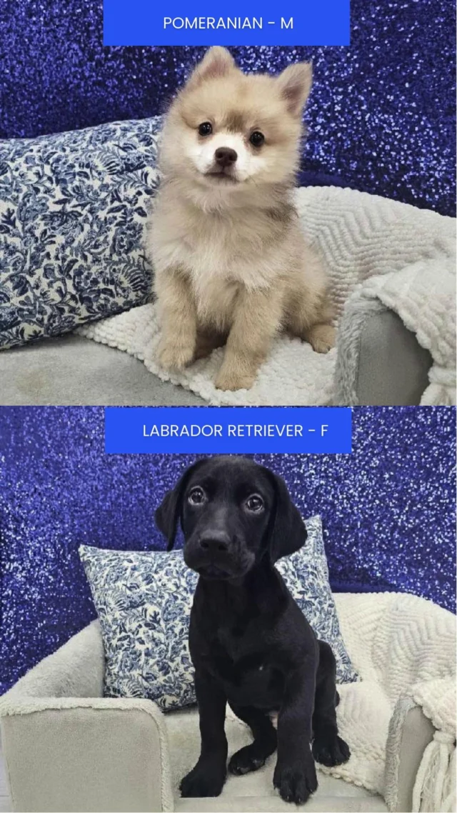 Warning: These little fluffballs are experts at stealing hearts and causing nonstop happiness. Don’t miss your chance to meet your new mischief-maker! 🐶💖

📍 1530 Park Manor Blvd, Pittsburgh, PA 15205

#robinsontownship #steelcity #pittsburgh #steelcitygrammers #pittsburghpa