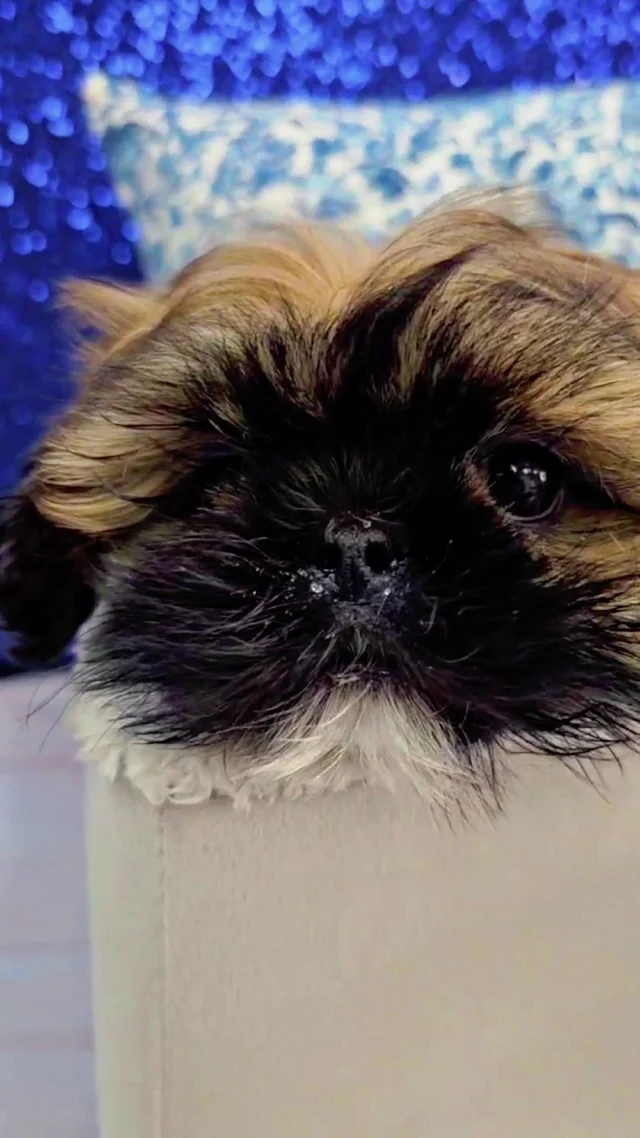 Two types of energy, one level of cuteness! 🐾 🐶 
 
#robinsonpa #puppylove #puppylovers