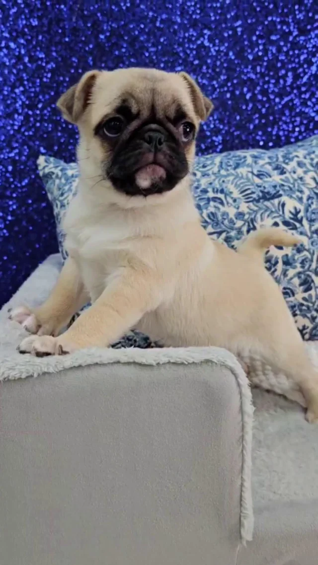 One look at those big eyes and that curly tail, and it’s game over. This little one is a world-class heart thief on the loose! 🏃‍♂️🐶 
 
#PetlandRobinson #PugNation #PuppyLove #WrinkleFace #DogLovers #SmallDogBigHeart