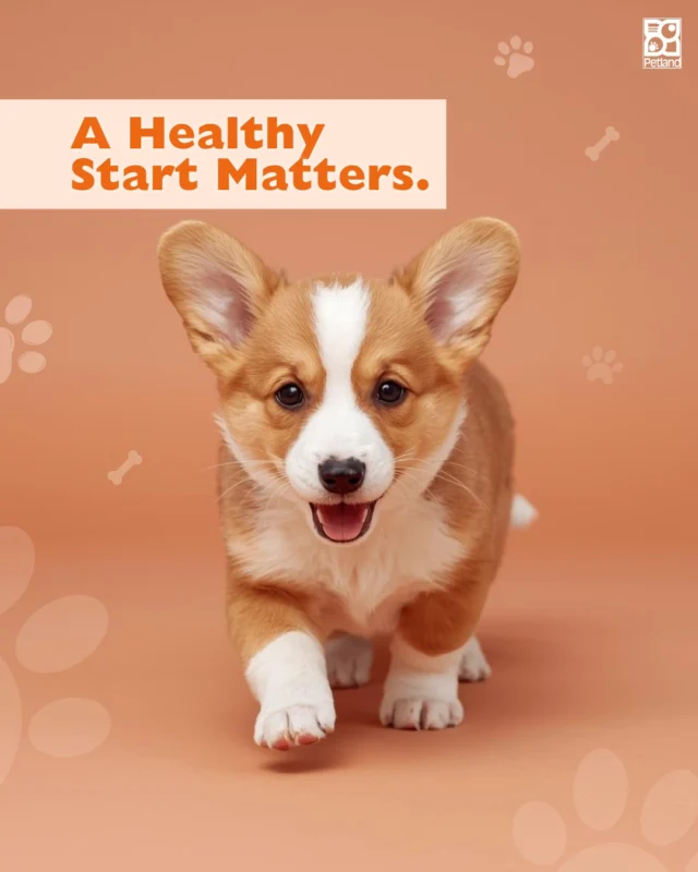 A strong start makes a lasting difference.

Before going home, Petland puppies receive veterinary examinations and begin age-appropriate vaccinations and deworming. We provide documentation so your personal veterinarian can continue proper care seamlessly.

Early medical attention supports healthy development and reduces preventable risks. That’s reassuring and responsible.

Petland believes informed pet parents are more confident. And confident families give puppies the best possible future.

Want to understand everything that comes before puppy “take-home day”?
👉 Read the full blog here: https://www.petlandrobinson.com/buying-a-puppy-petland-standards/

#Petland #PuppyHealth #VeterinaryCare #HealthyStart #PetlandEducation #ResponsibleOwnership #PetCare