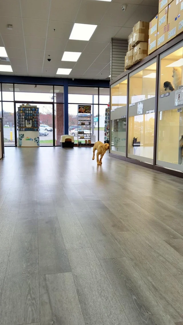 Fast, furious, and full of zoomies… catch him if you can! This little athlete is ready for his forever teammate. Are you ready for some serious playtime? 🦴🏆

#PetlandRobinson  #robinsonspa #PuppyLove