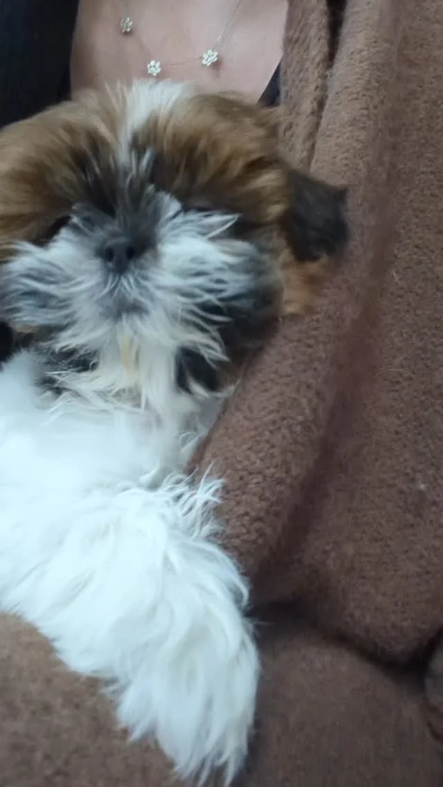 I'm just gonna scooch in right here if you don't mind. 😀

#shihtzu #shihtzulover #shihtzuslife #robinsonpa