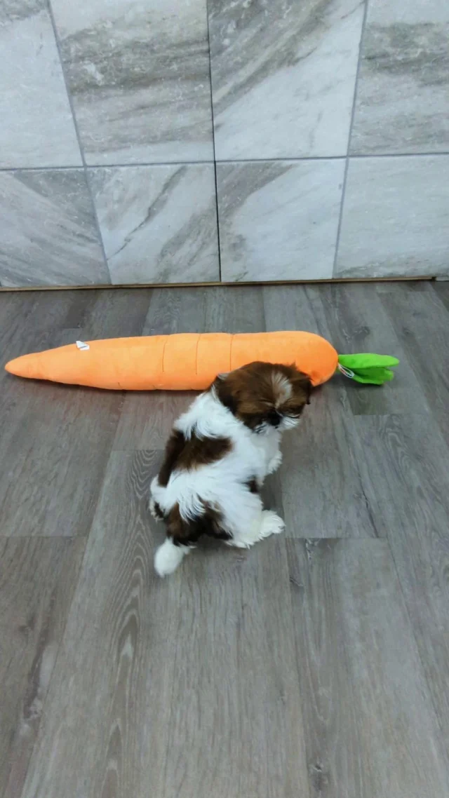 🥕 Toy size: XL
 🎯 Target: Small crinkly top.

#shihtzu #shihtzupuppies #robinsonpa #pittsburghpa