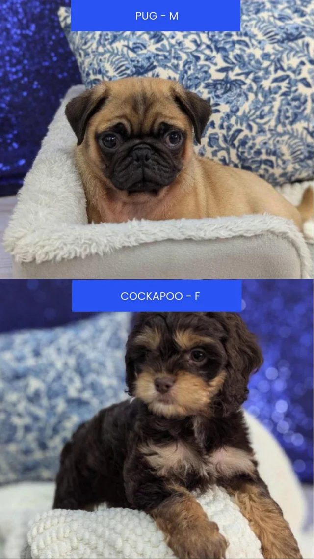 Sunshine, blooms, and a whole lineup of heart stealers ready to greet you. Stop by and see which sweet face steals your heart first. 🌸🐾💛

📍 1530 Park Manor Blvd, Pittsburgh, PA 15205

#robinsontownship #steelcity #pittsburgh #steelcitygrammers #pittsburghpa