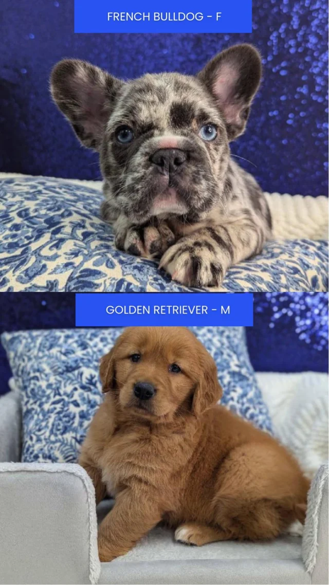 The cutest part of spring isn’t the flowers, it’s these little heart stealers ready to make you smile. Come meet the companions waiting to steal your heart. 🌸🐾💛

📍 1530 Park Manor Blvd, Pittsburgh, PA 15205

#robinsontownship #steelcity #pittsburgh #steelcitygrammers #pittsburghpa