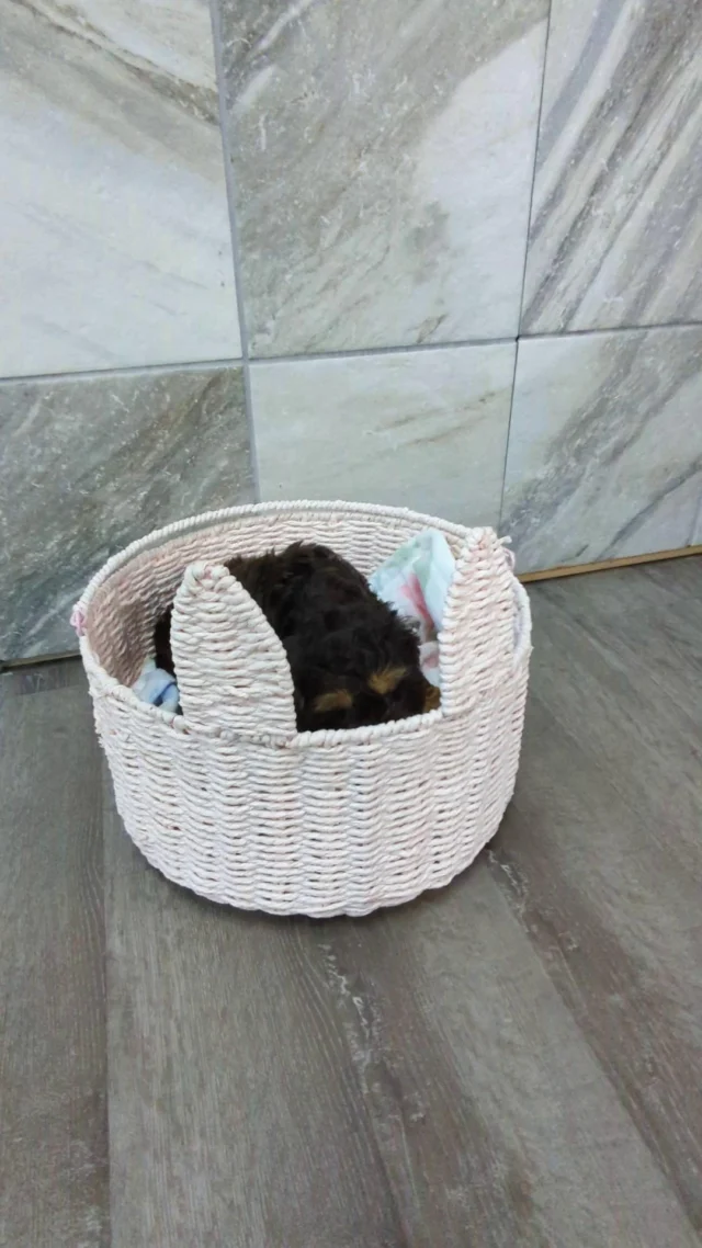 Just a cutie little #cockapoo girl enjoying playtime at #PetlandRobinson!

#cockapoolovers ##robinsonpa #pittsburghpa #cockapoopuppy