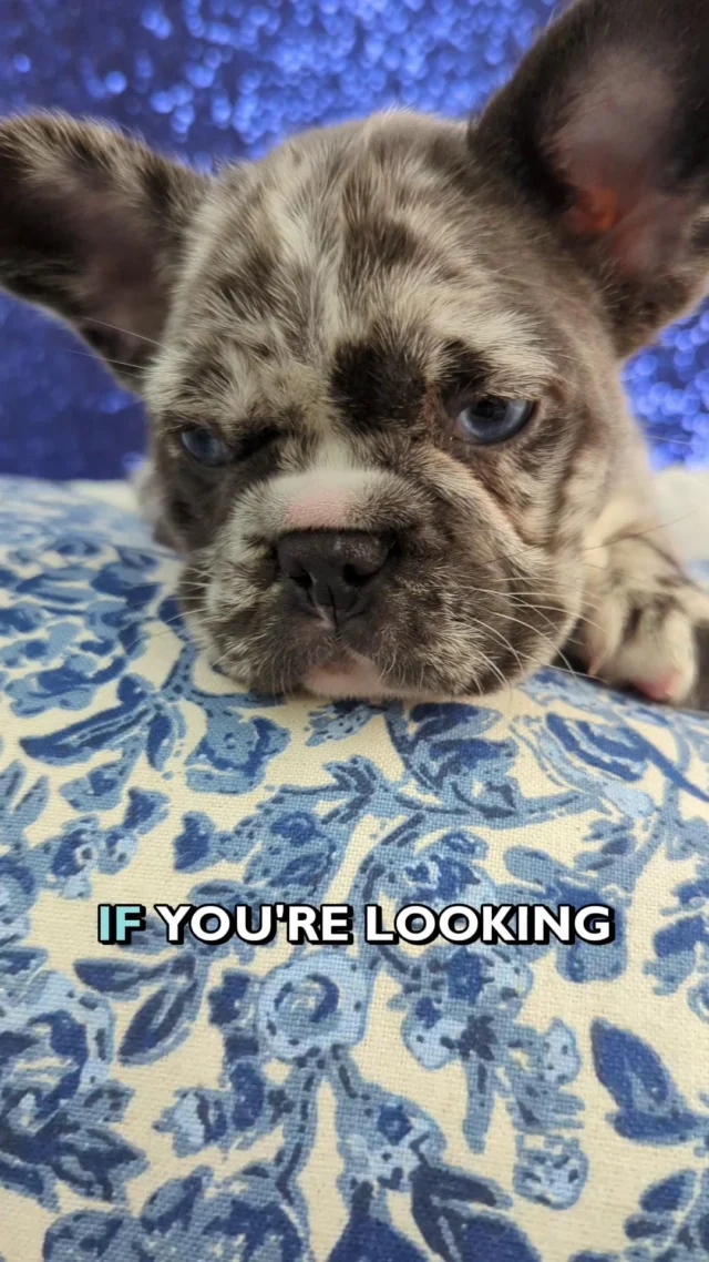 She’s more than a blue-eyed furry friend; she’s a masterpiece!  Check out our adorable #bluemerle #frenchie. Her incredibly rare coloring and sweet face make her one of a kind. Pictures don't do this little lady justice; you need to meet her! Stop by and fall in love today at Petland Robinson.
 
#frenchbulldog #bluemerlefrenchie #robinsonpa #pittsburghpa