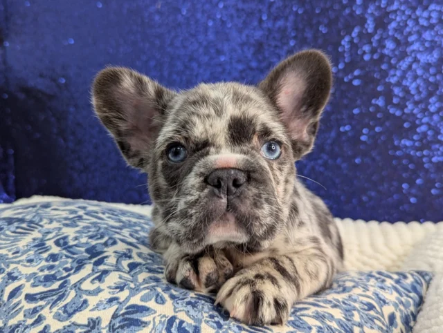 Rare merle coat, unforgettable blue eyes.  A little masterpiece made for cuddles, playful chaos, and love. Visit us and meet this adorable girl today!💕

📍 1530 Park Manor Blvd, Pittsburgh, PA 15205

#FrenchBulldog #FrenchBulldogLove #FrenchieLife #robinsontownship #steelcity #pittsburgh #steelcitygrammers #pittsburghpa