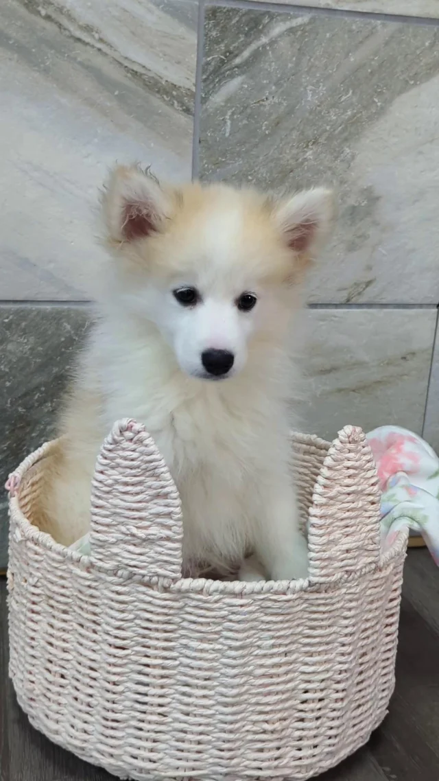 Soft as a cloud, cute as a teddy… and full of playful #Pomsky magic! ☁️🐶✨
 
#pomskypuppy #robinsonpa #pittsburghpa