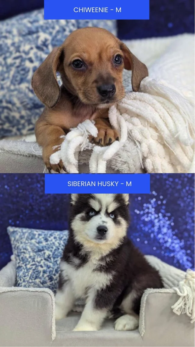 Every happy tail and curious look is a small sign of the big joy waiting for you. Visit today and meet the cuties ready to steal your heart. 🐾💛

📍 1530 Park Manor Blvd, Pittsburgh, PA 15205

#robinsontownship #steelcity #pittsburgh #steelcitygrammers #pittsburghpa