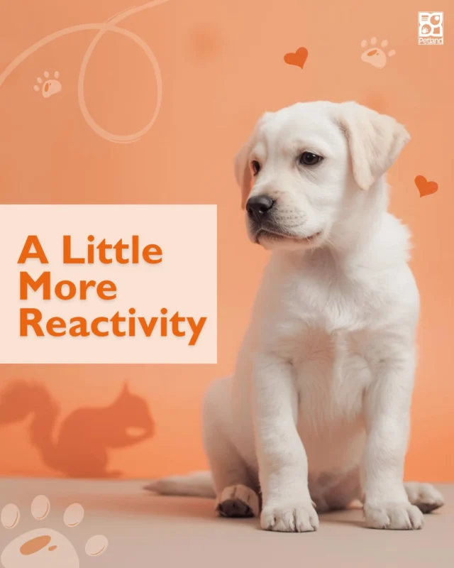 Spring is louder. Brighter. Busier.

More dogs outside. Kids playing. Squirrels back in action. It’s a sensory overload situation.

If your pup seems a little more alert lately, you’re not imagining it. “A Little More Reactivity” can happen when the world suddenly feels bigger again.

Stay consistent with training cues. Reward calm behavior. Keep routines steady even as activity increases.

Seasonal shifts don’t mean regression. They mean adjustment.

And with patience? Your pup settles right back into confident mode.
👉 Read the full blog to navigate spring energy like a pro: https://www.petlandrobinson.com/understanding-dog-behavior-changes-in-spring/

#Petland #DogBehavior #SpringEnergy #ConfidentPup #PetParentTips #PetlandEducation