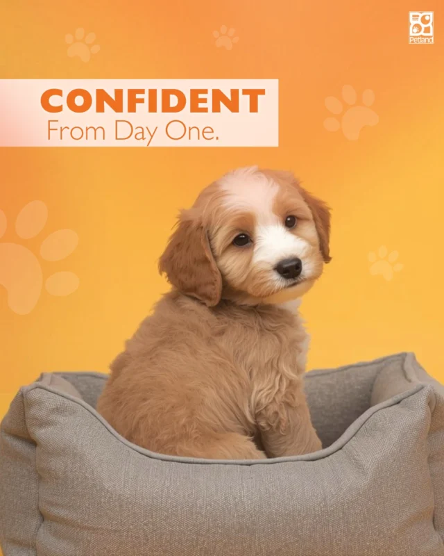 Early experiences shape a puppy’s confidence.

Petland puppies receive daily interaction, structured feeding routines, monitored cleaning protocols, and enrichment. Positive exposure to people helps support smoother transitions into new homes.

Socialization isn’t accidental. It’s intentional. And it plays a meaningful role in building adaptable, confident companions.

When you take a puppy home, you want more than excitement. You want a pet that has been prepared for its new life with its new family. 

Petland is proud of the pet care that happens before you enter the store to meet your furever friend.

👉 Read the full blog here: https://www.petlandrobinson.com/buying-a-puppy-petland-standards/

#Petland #PuppySocialization #ConfidentCompanions #PetlandCare #PuppyTransition #ResponsiblePetOwnership