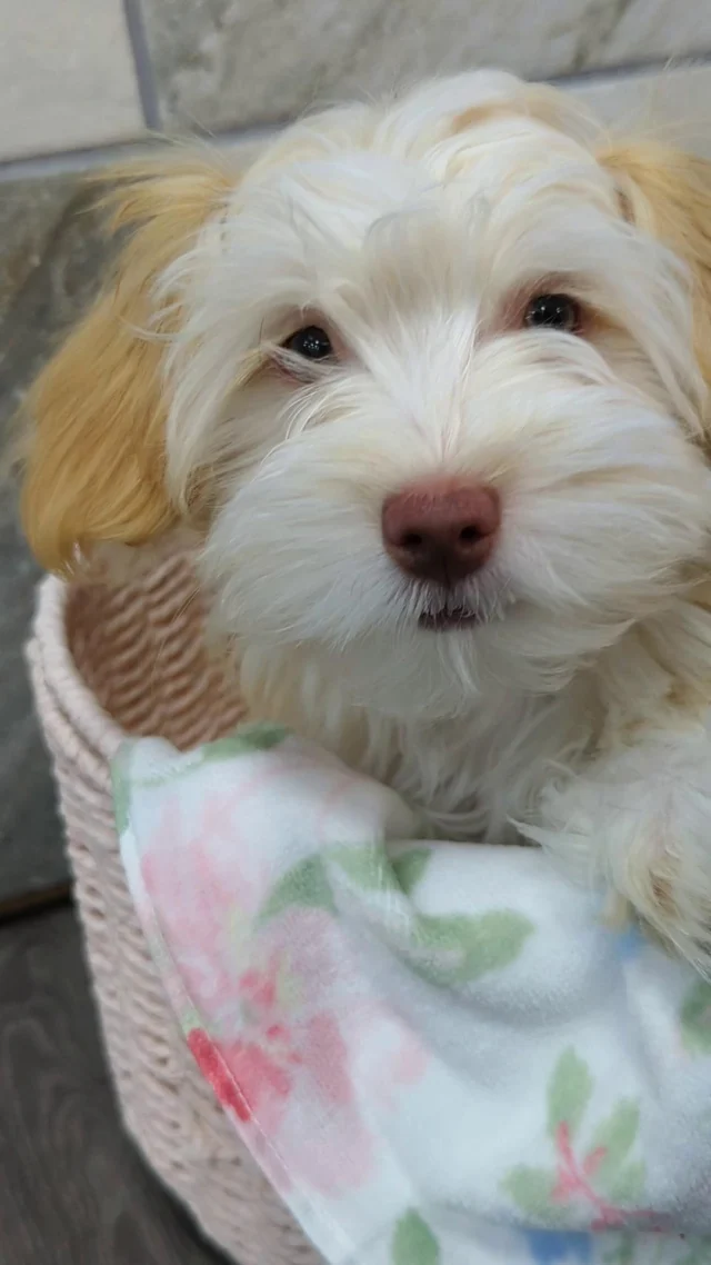 This fluffy little lovebug is basically a walking bundle of joy.❤️ 
 
#robinsonpa #pittsburghpa #petlandrobinson