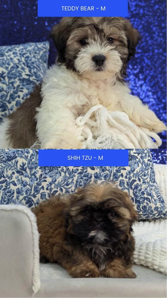 From couch-loving snugglers to zoomie-powered little adventurers, there’s a perfect match waiting for you. Come say hi and see who steals your heart!🐾

📍 1530 Park Manor Blvd, Pittsburgh, PA 15205

#robinsontownship #steelcity #pittsburgh #steelcitygrammers #pittsburghpa