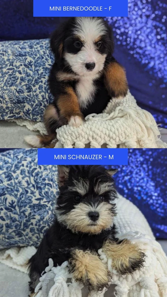 The season of sunshine and blooms is here, bringing playful energy, cozy cuddles, and the sweetest companions to brighten your days. Come by and find your perfect fluffy match!🌷🐶

📍 1530 Park Manor Blvd, Pittsburgh, PA 15205

#robinsontownship #steelcity #pittsburgh #steelcitygrammers #pittsburghpa