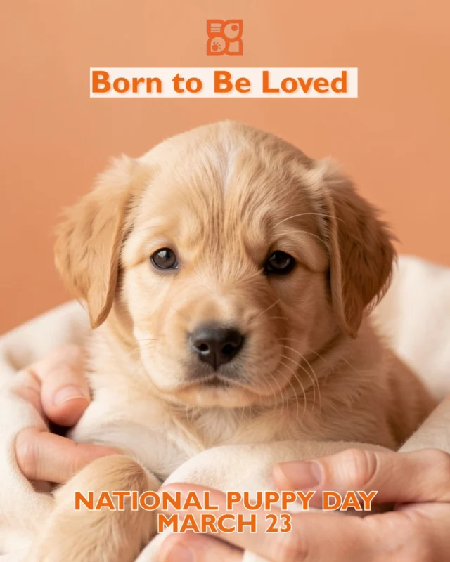 Some love doesn’t have to be earned.
It simply arrives.

Puppies come into the world open-hearted, trusting, and ready to connect. Before training. Before routines. Before we get everything right. 

They show us love in its purest form. 
Uncomplicated. Instinctive. Unwavering.

National Puppy Day is a reminder that puppies aren’t just cute milestones on the way to adulthood. They are the beginning of something meaningful. A bond built on care, patience, responsibility, and presence. A love that asks us to rise to it.

They may be small, but what they bring into our lives is enormous: joy, purpose, comfort, and connection that changes us in quiet, lasting ways.

Today, we celebrate puppies not just for how adorable they are, but for how deeply they matter.

Born to be loved. 🐾💛

#NationalPuppyDay #BornToBeLoved #PuppyLove #DogDates #PuppyLife
#DogConnection #PetLove #DogParents #PuppyJoy