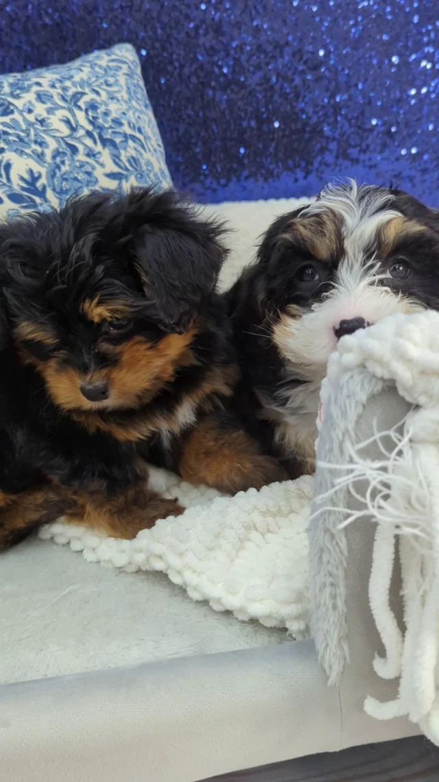 These two make “together” look like the cutest place to be. 🐶✨
 
#robinsonpa #pittsburghpa #petlandrobinson