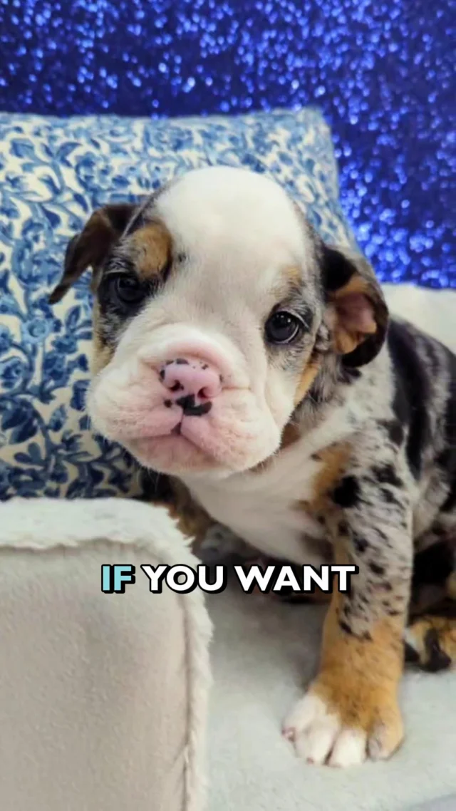 Meet our stunning Merle girl. With her unique coat and soulful eyes, she’s a masterpiece. She has the perfect personality: equal parts playful, cuddly, and ready to be the center of your world.
She is officially ready for her forever home. Who is ready to give this queen her throne? 👑 🐾

Visit our website for more information: tinyurl.com/mr28xcht