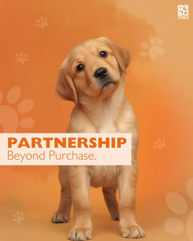 Choosing a puppy should feel informed, not rushed.

At Petland, we offer guidance on nutrition, training basics, and everyday puppy care. Many locations offer training resources, and all will provide referrals. Because support shouldn’t end when you walk out the door.

New puppy parents have questions. We expect that. And we’re here for it.

When you work with a store that prioritizes documentation, transparency, and education, you gain a partner in raising your pet for years to come.

A confident start leads to a confident and successful future.
👉 Read the full blog here: https://www.petlandrobinson.com/buying-a-puppy-petland-standards/

#Petland #PuppySupport #PetlandEducation #ResponsiblePetParents #TrustedPetCare #PuppyJourney
