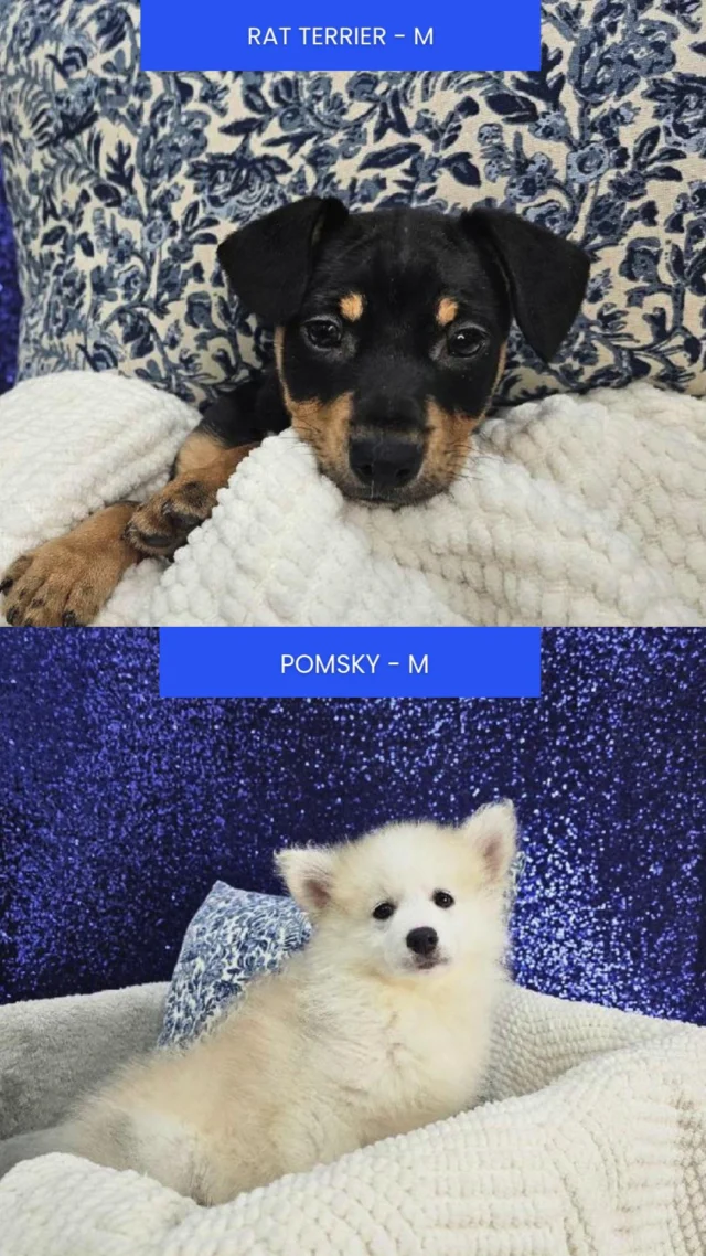 A whole basket of cuteness is waiting for you. These little ones are ready to fill your home with love. Hop in and meet your forever friends!🐾 

📍 1530 Park Manor Blvd, Pittsburgh, PA 15205

#robinsontownship #steelcity #pittsburgh #steelcitygrammers #pittsburghpa