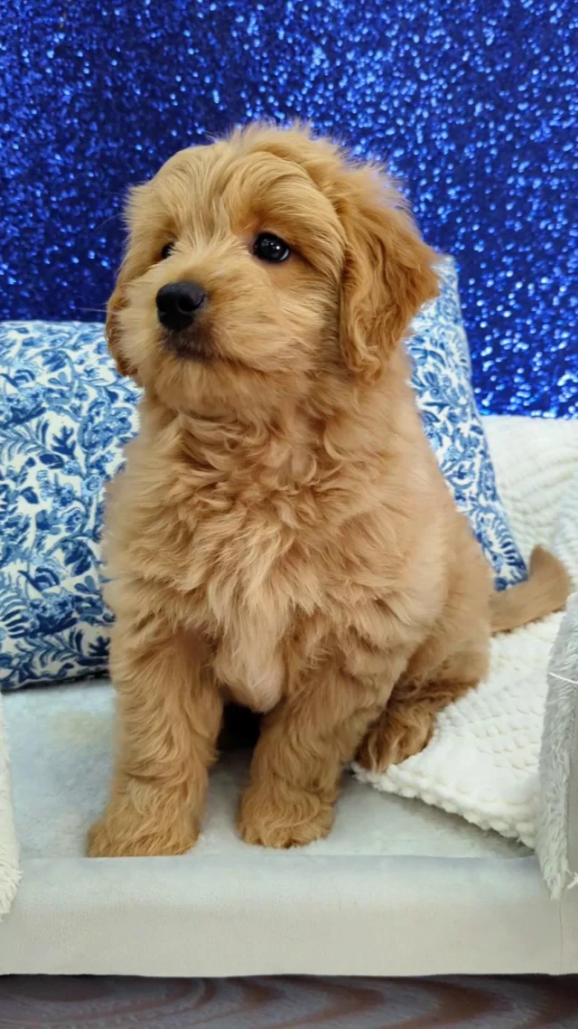 Who needs chocolate when you’ve got this much sweetness?  This little cutie is all dressed up and ready to be your favorite Easter surprise. 🐰✨
 
#robinsonpa #pittsburghpa #petlandrobinson #puppylove
