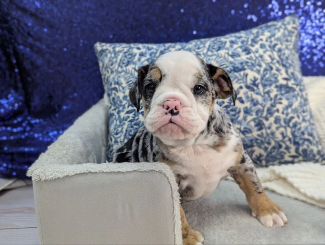 We can’t get over the unique markings on this beautiful girl! She is as sweet as she is striking and is officially searching for her perfect forever family. If you’ve been waiting for a furry friend that truly stands out, she’s the one.

📍 1530 Park Manor Blvd, Pittsburgh, PA 15205

#robinsontownship #steelcity #pittsburgh  #pittsburghpa #englishbulldog