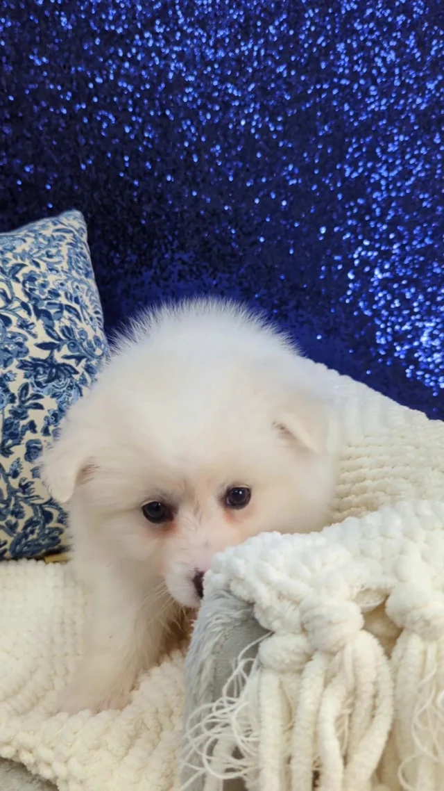 This little one is sending out "I love yous" to everyone scrolling by.❤️ 
 
#robinsonpa #pittsburghpa #petlandrobinson