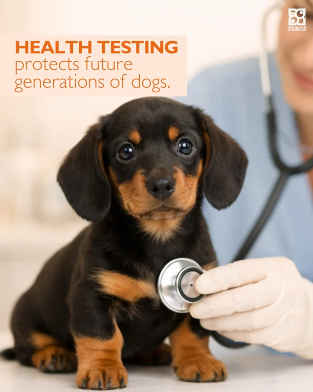 Congenital health testing plays a critical role in responsible breeding.

Veterinarians and specialists screen for hereditary conditions that can affect certain breeds, from hip dysplasia to genetic disorders.

Because each breed has different health considerations, responsible breeders follow testing protocols designed for that breed.

It’s one of the ways breeders help protect the long-term well-being of future puppies.
👉 Learn how health testing works: https://www.petlandrobinson.com/know-the-importance-of-puppy-health-screening/

#Petland #DogHealth #ResponsibleBreeding #PuppyEducation #VeterinaryCare #DogWellness