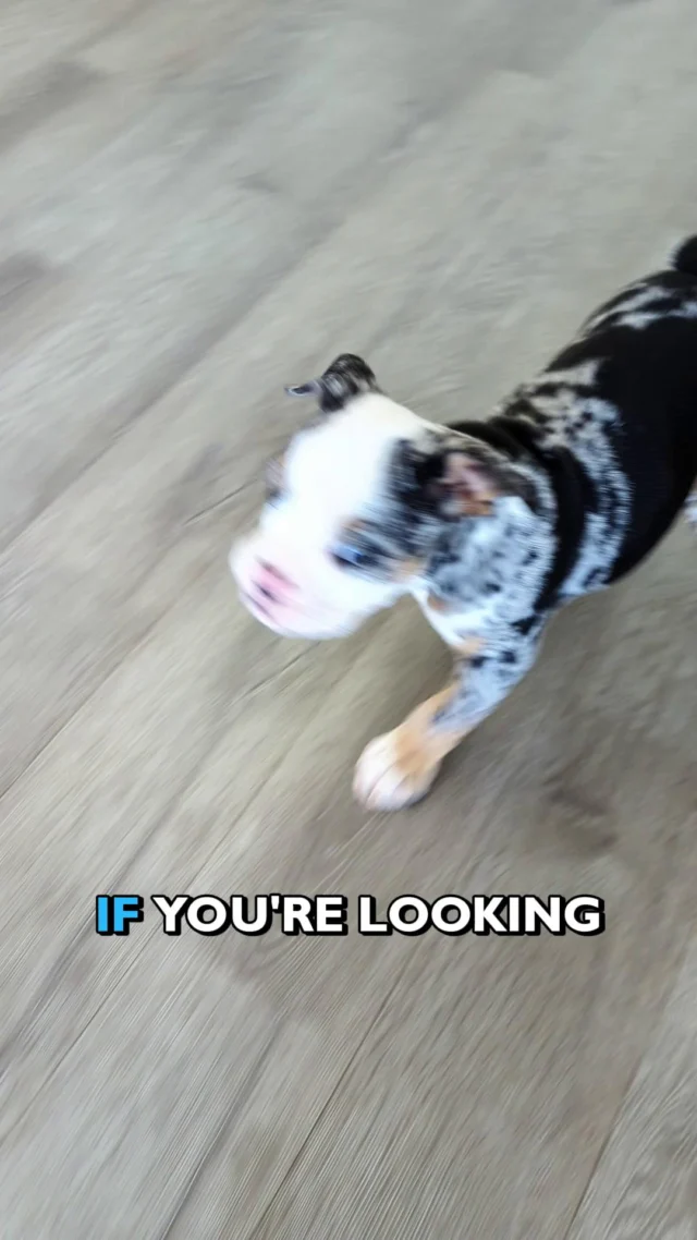 She’s got that soft, merle coat, the cutest little wrinkles, and a personality that’s all love and cuddles. Honestly… she’s the kind of pup you dream about. Come meet her and see why she’s stealing every heart. 🐶

#LittleLovebug #WrinkleBaby #TinyButMighty #FluffyCharm #CuddleQueen #EnglishBulldog #petlandrobinson