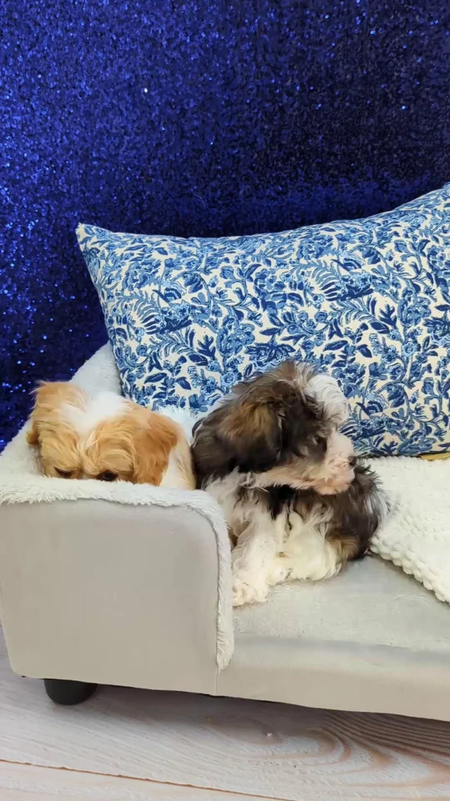 These little fluff balls are busy cuddling and quietly stealing hearts one blink at a time. Are you picking one or falling for both? ✨
 
#robinsonpa #pittsburghpa #petlandrobinson #puppylove