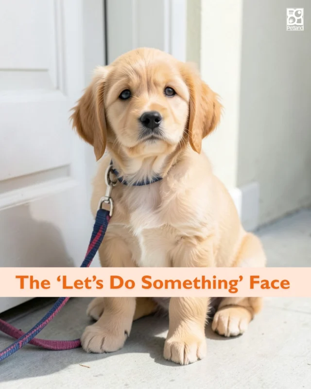 You know the look.
The sit-by-the-door. The intense eye contact. The subtle tail thump.

“The ‘Let’s Do Something’ Face.”

Winter meant cozy indoor time. Spring reopens your dog’s social calendar. Longer days bring renewed curiosity and a sudden desire for more walks, more playdates, more us time.

This is the perfect season to build positive experiences. Try a new walking trail. Reinforce leash manners. Visit that pet-friendly patio.

Spring is a reset button… for your rhythm together.

New season. New energy. Same best friend.
👉 Read the full blog and see how to help your pup thrive this spring: https://www.petlandrobinson.com/understanding-dog-behavior-changes-in-spring/

#Petland #SpringWithDogs #BestFriendEnergy #DogParents #SeasonalShift #PetlandPets