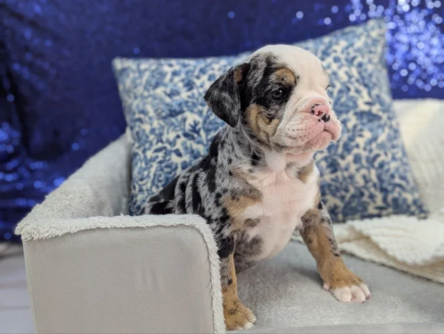 Meet the Merle Marvel! Wrinkly, wiggly, and wrapped in the most unique Merle coat you’ve ever seen, this little lady is stealing hearts left and right. She’s a one-of-a-kind bundle of love! Ready to meet your new best friend? Come visit us at #PetlandRobinson and see this Merle beauty in action!✨ 

#MerleBulldog #EnglishBulldog #BulldogLove #BulldogLife #BulldogPuppy #MerlePup
