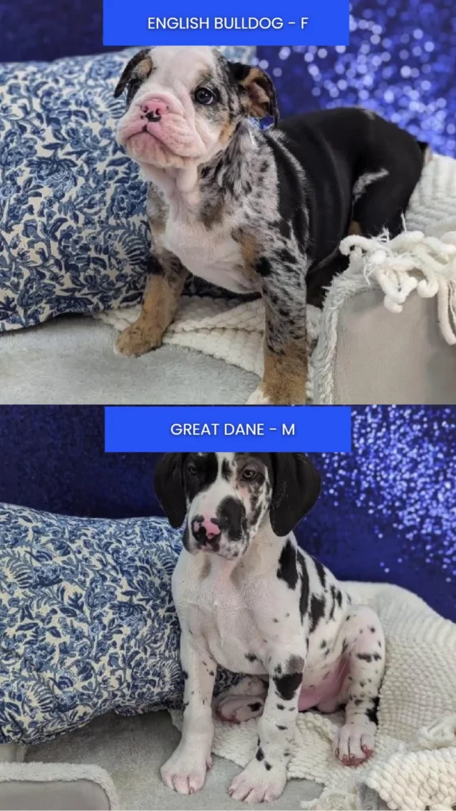 If your heart feels a little empty, we’ve got tiny paws ready to fill it. Come visit us and meet your new cuddle buddy 🐾✨

📍 1530 Park Manor Blvd, Pittsburgh, PA 15205

#robinsontownship #steelcity #pittsburgh #steelcitygrammers #pittsburghpa