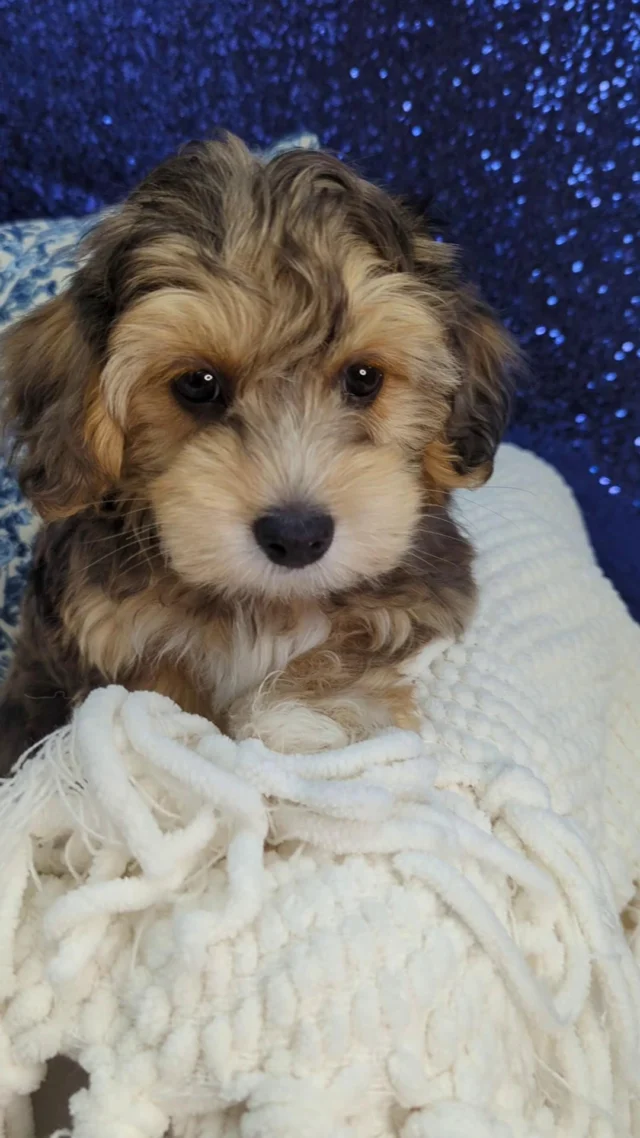 Wait, stop scrolling! 🛑You just found the cutest face on your feed today.🐾✨

#robinsonpa #pittsburghpa #petlandrobinson #puppylove