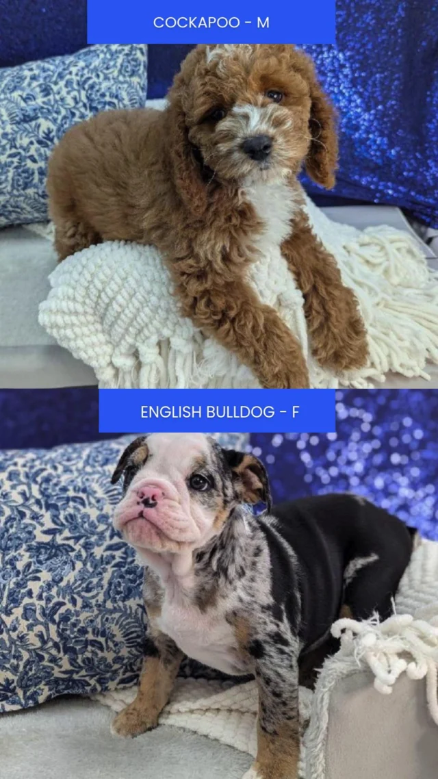 A bundle of fluff, a dash of playfulness, and a whole lot of love.....these sweet companions are here to brighten your world. One glance and you’re hooked. Stop by and meet your little happiness!💖

📍 1530 Park Manor Blvd, Pittsburgh, PA 15205

#robinsontownship #steelcity #pittsburgh #steelcitygrammers #pittsburghpa