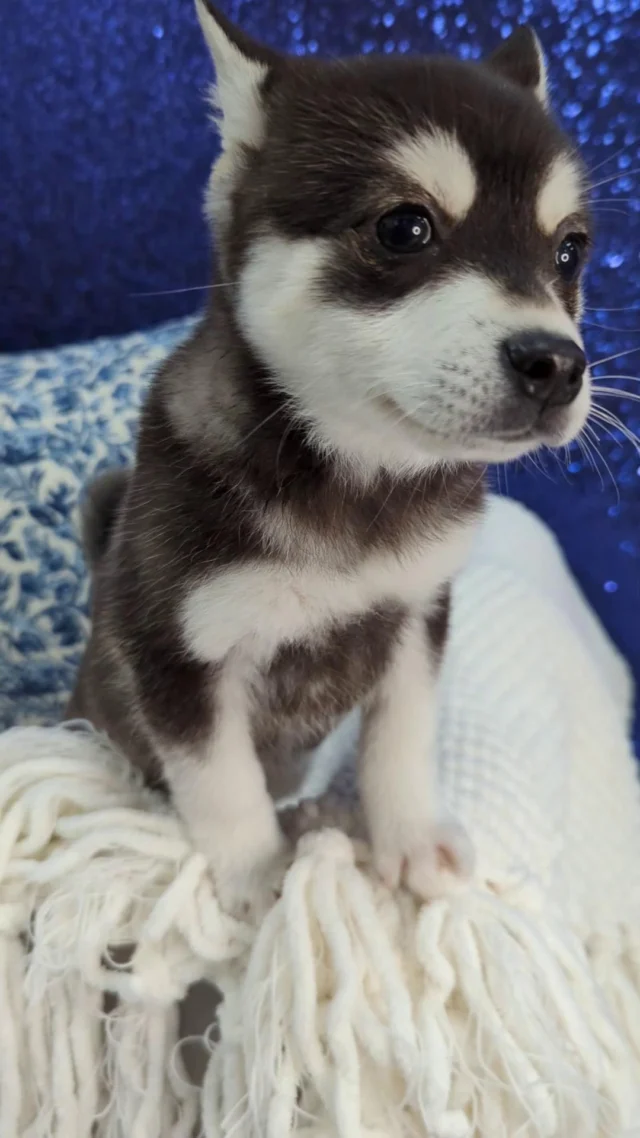 Too fluffy to function, too cute to ignore . From zoomies to dramatic stares, this #Husky knows exactly how to steal the spotlight every single time. 🐾🐺
 
#robinsonpa #pittsburghpa #petlandrobinson #puppylove