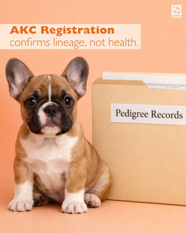 This is one of the most recognized terms in the dog world.
But many future puppy parents misunderstand what it actually means.

These records document a puppy’s breed lineage and ancestry history. What they don’t do is guarantee health on their own.

That’s where health testing comes in.

Understanding the difference helps families make confident decisions when choosing a puppy.
👉 Read the full guide:  https://www.petlandrobinson.com/know-the-importance-of-puppy-health-screening/

#Petland #ResponsibleBreeding #DogEducation #PuppyParents #DogHealth #PetlandPets