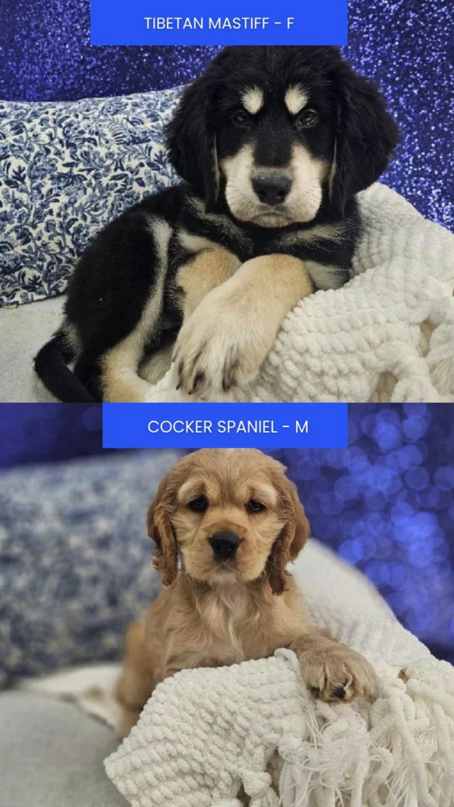 Wagging tails, loving eyes, and cuddles you’ll never want to let go of. Stop in and meet your perfect match. They’re ready to love you for a lifetime.💖

📍 1530 Park Manor Blvd, Pittsburgh, PA 15205

#robinsontownship #steelcity #pittsburgh #steelcitygrammers #pittsburghpa