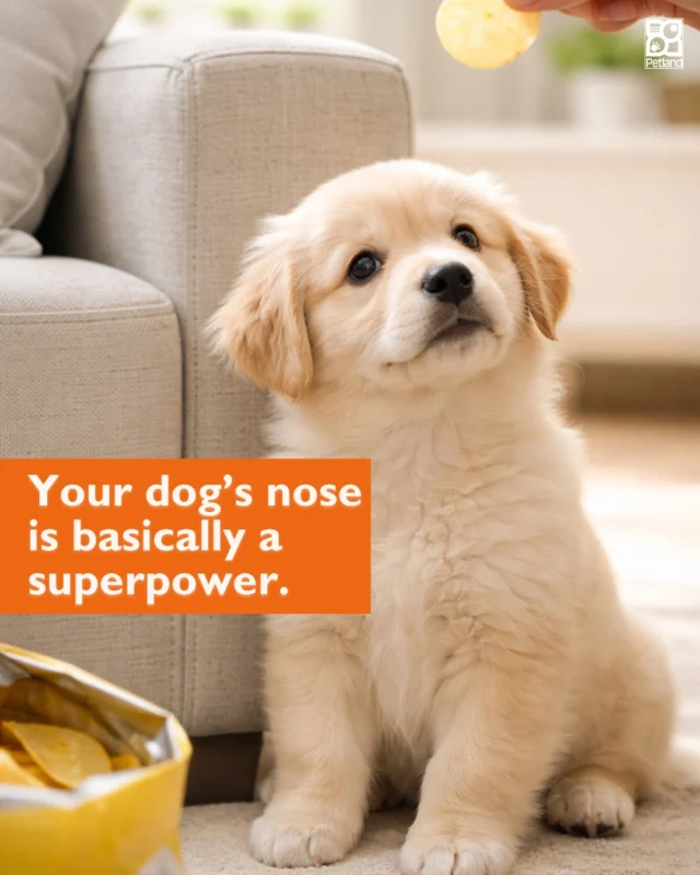 You didn’t call them.
You barely made a sound.

And yet your dog appears the second snacks enter the room.

That’s because dogs have up to 300 million scent receptors. Even the faintest snack smell becomes a dinner bell.

Snack radar: undefeated.
👉 Read the full blog: https://www.petlandrobinson.com/the-science-of-snack-radar-why-dogs-know-you-are-eating/

#Petland #PetlandPets #DogFacts #DogScience #DogBehavior #PetParentLife #FunDogFacts #DogLife