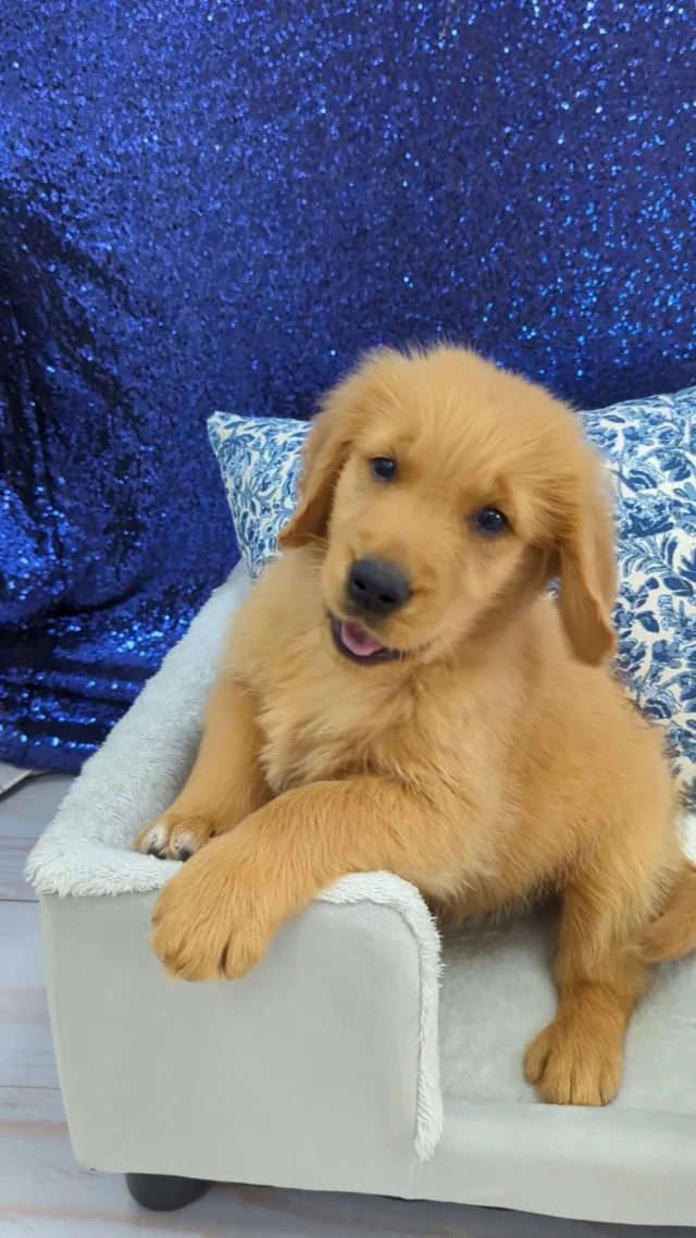 From golden zoomies to tiny snoozes. Which one are you today? 🐾 
 
#robinsonpa #pittsburghpa #petlandrobinson