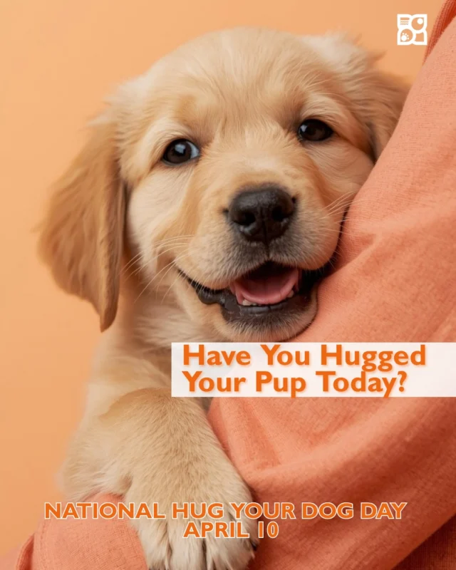 Dogs are very clear about one thing:
They love a hug.

They lean into you on the couch.
They climb into your lap even when they’re technically too big.
They rest their head on your shoulder like it’s the most natural thing in the world.

And if you’ve ever wrapped your arms around a puppy, you know why.

It’s warm.
It’s a little goofy.
And it somehow makes both of you instantly happier.

National Hug Your Dog Day is a simple reminder to pause for one of the easiest, sweetest moments you can share with your pup.

No occasion required.
No special training involved.
Just a quick squeeze, a happy tail wag, and that look dogs give you when they know they’re exactly where they want to be.

So go ahead and check in.

Have you hugged your pup today? 🐾

#HugYourDogDay #HaveYouHuggedYourPup #PuppyLove #DogParents #DogMoments #LifeWithDogs #DogConnection