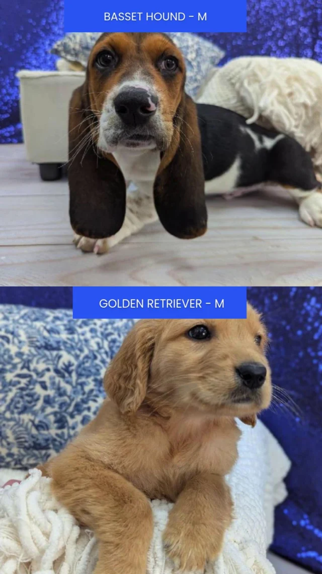 The kind of happiness that greets you at the door every day is waiting right here. Visit us today and take your perfect match home! 🐕✨

📍 1530 Park Manor Blvd, Pittsburgh, PA 15205

#robinsontownship #steelcity #pittsburgh #steelcitygrammers #pittsburghpa