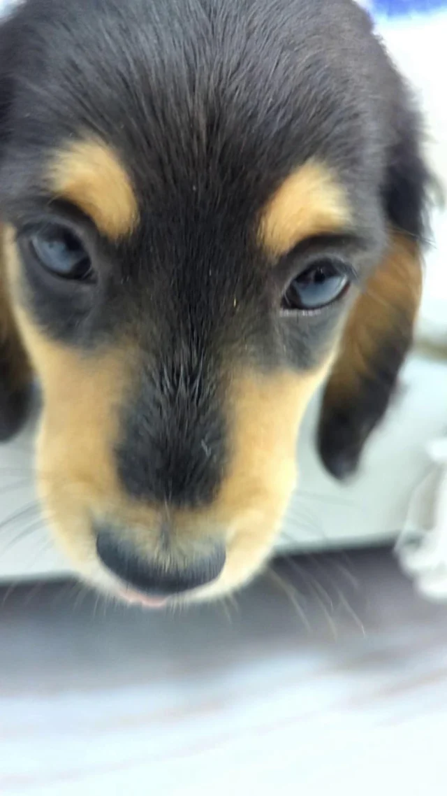 A little bit of 'handsome' and a whole lot of 'charm'. Isn’t he just perfect? ✨
 
#robinsonpa #pittsburghpa #petlandrobinson #dachshund
