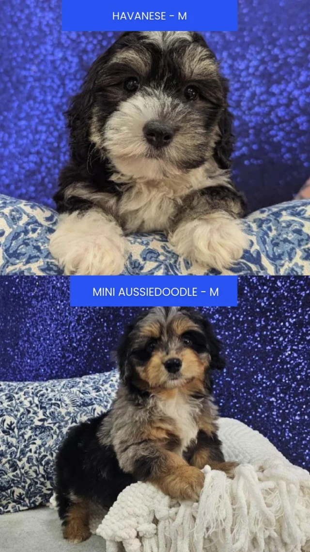 Soft cuddles, happy wiggles, and the sweetest little faces all in one place. Every moment is pure joy when you’re surrounded by this much cuteness. Stop by and meet the one that steals your heart!💖

📍 1530 Park Manor Blvd, Pittsburgh, PA 15205

#robinsontownship #steelcity #pittsburgh #steelcitygrammers #pittsburghpa