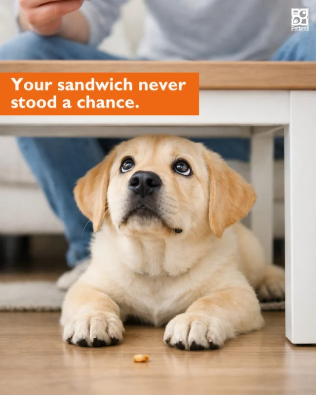 Open a snack.
Seconds later… your dog appears.

That’s not luck. It’s pattern recognition.

Dogs watch everything we do: opening the fridge, grabbing a plate, settling down with food. Over time, they learn exactly when snacks might fall.

Smart? Absolutely.
Hopeful? Always.
👉 Read the full blog: https://www.petlandrobinson.com/the-science-of-snack-radar-why-dogs-know-you-are-eating/

#Petland #PetlandPets #SmartDogs #DogBehavior #DogParents #DogLife #PetlandPuppies #FunWithDogs