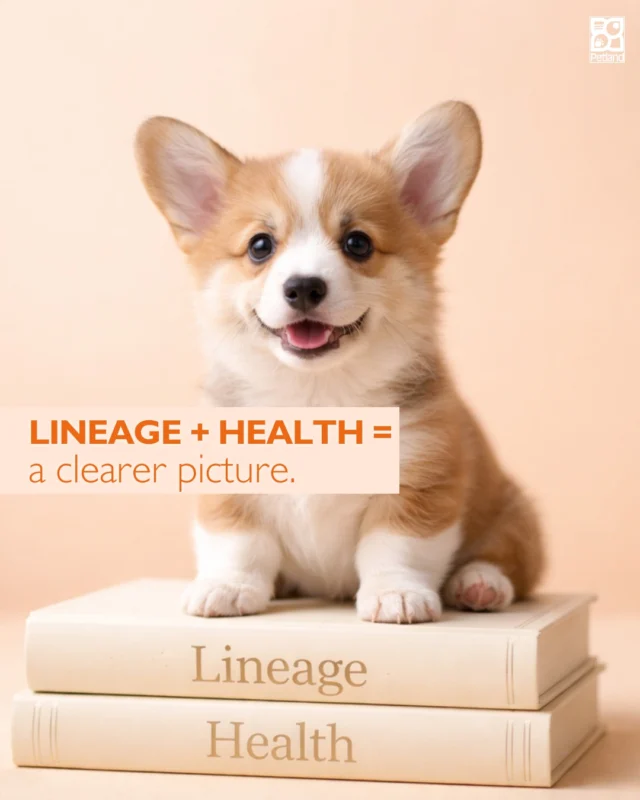 Breed lineage records and health testing serve two roles.

Lineage documentation helps track a puppy’s ancestry and breed history.
Health testing for adult dogs helps veterinarians and breeders to identify and limit potential inherited conditions.

When breed lineage and health testing are considered together, they provide a clearer understanding of a puppy’s background and care.

At Petland, helping families understand these details is part of how we support responsible puppy parenting.
👉 Read the full blog: https://www.petlandrobinson.com/know-the-importance-of-puppy-health-screening/

#Petland #PuppyEducation #ResponsibleBreeding #DogFacts #PuppyParents #DogCare