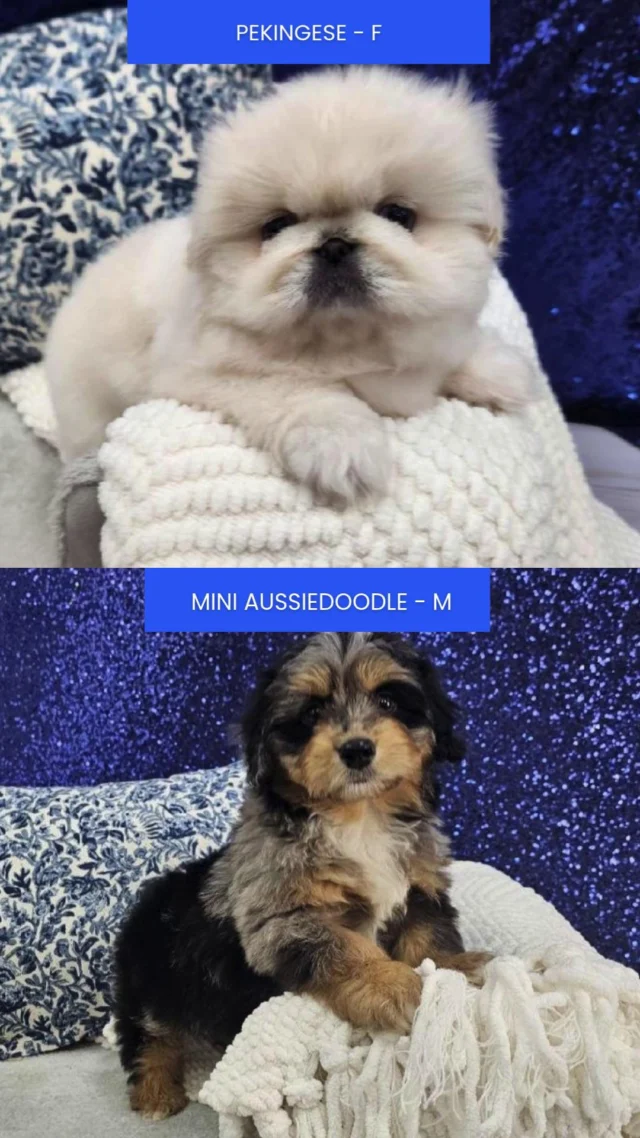 Fluffy cheeks, happy tails, and cuddles that last forever. Stop in, slow down, and let these sweet souls wrap your day in comfort.💕 🐕

📍 1530 Park Manor Blvd, Pittsburgh, PA 15205

#robinsontownship #steelcity #pittsburgh #steelcitygrammers #pittsburghpa